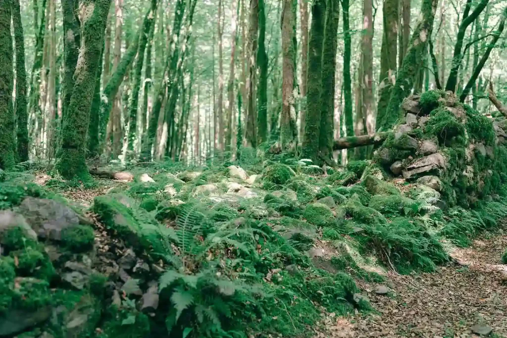 Forest path beside a mossy stone wall, dense ferns and trees all around.